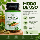Moringa em Cápsulas – 300 cápsulas | Canteiro de Ervas